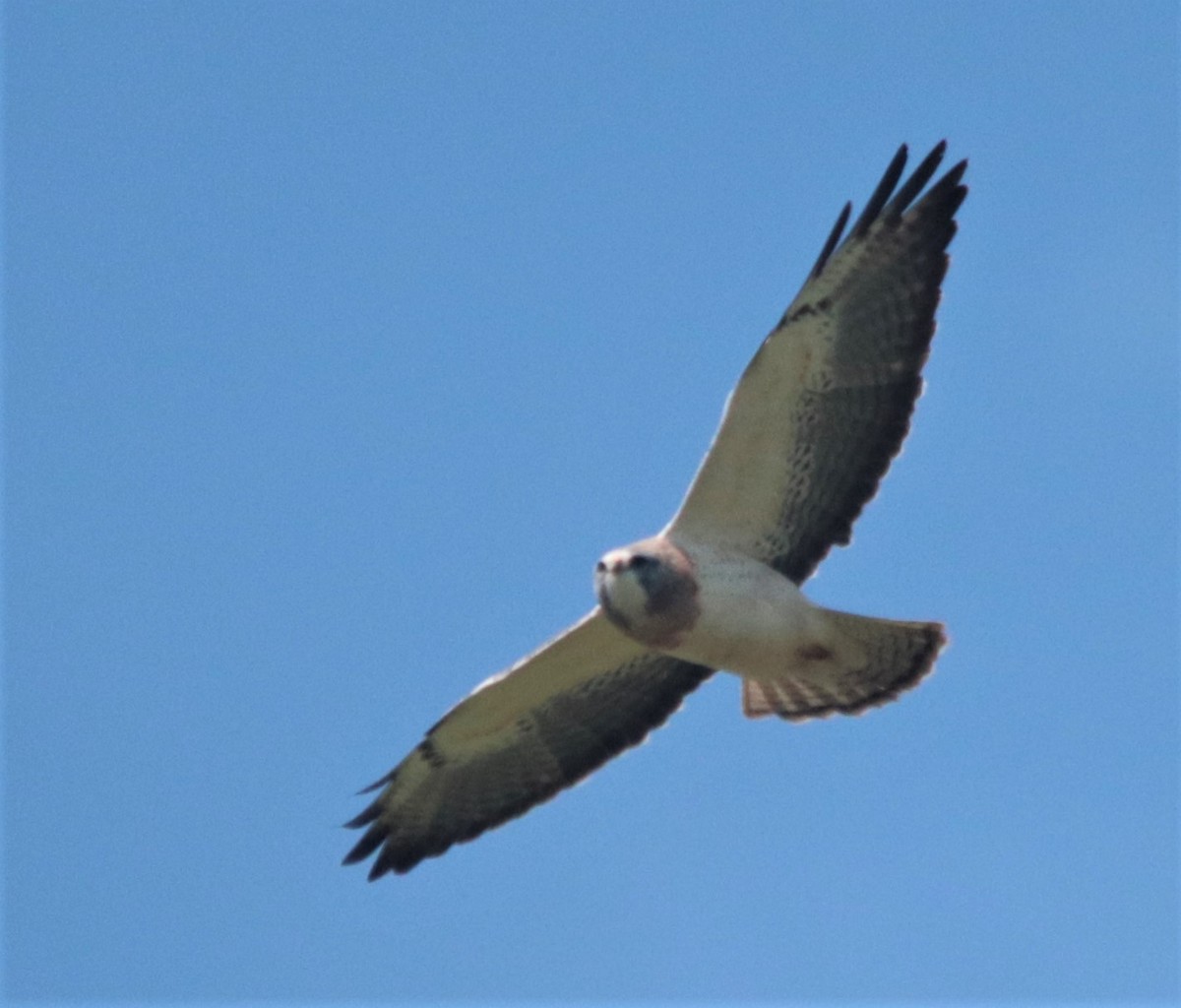 Swainson's Hawk - ML328225811