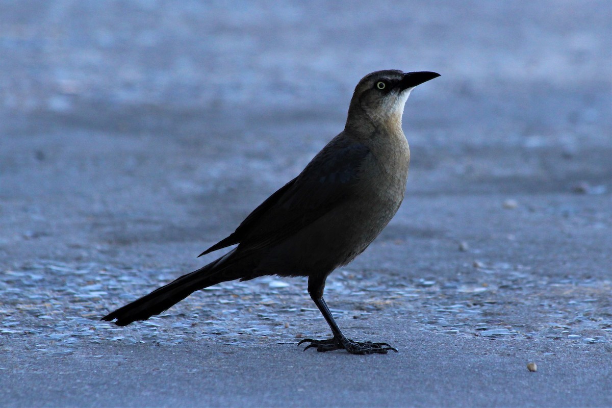 Great-tailed Grackle - ML328227001
