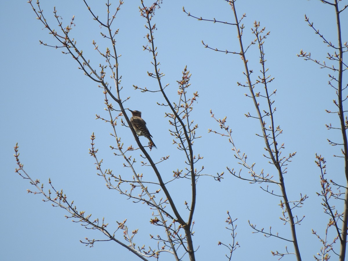 Northern Flicker - Matthew Dudziak