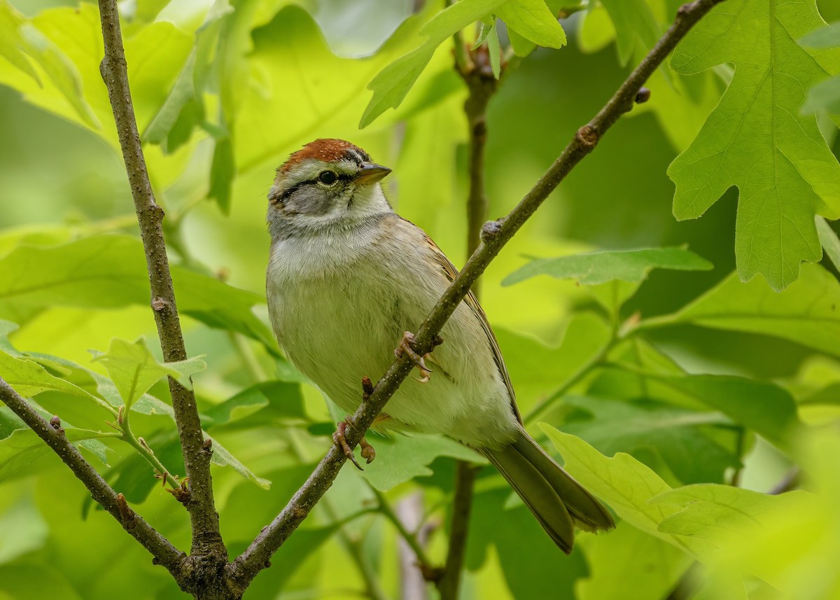 Chipping Sparrow - ML328228511