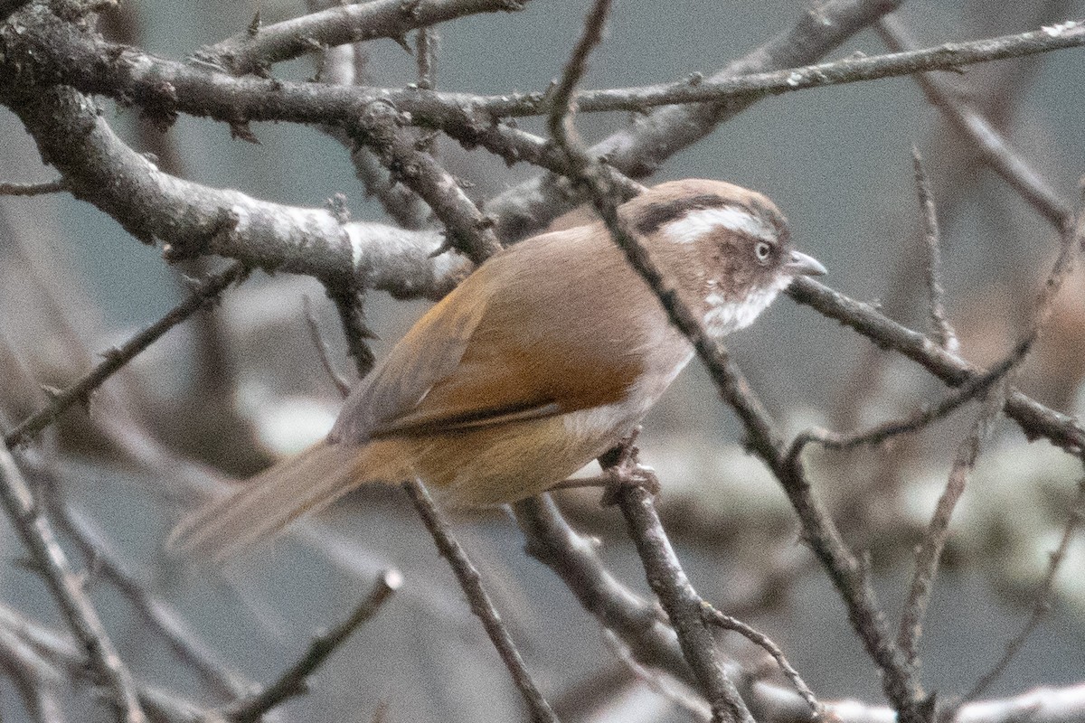 White-browed Fulvetta - Bhargavi U