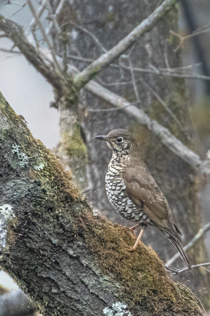 Alpine Thrush - ML328231381