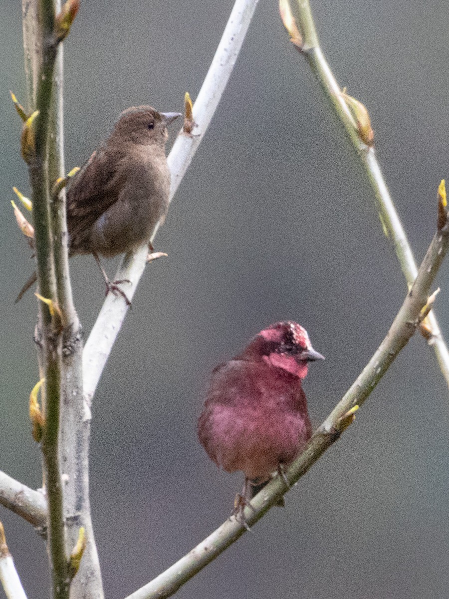 Dark-breasted Rosefinch - ML328231451