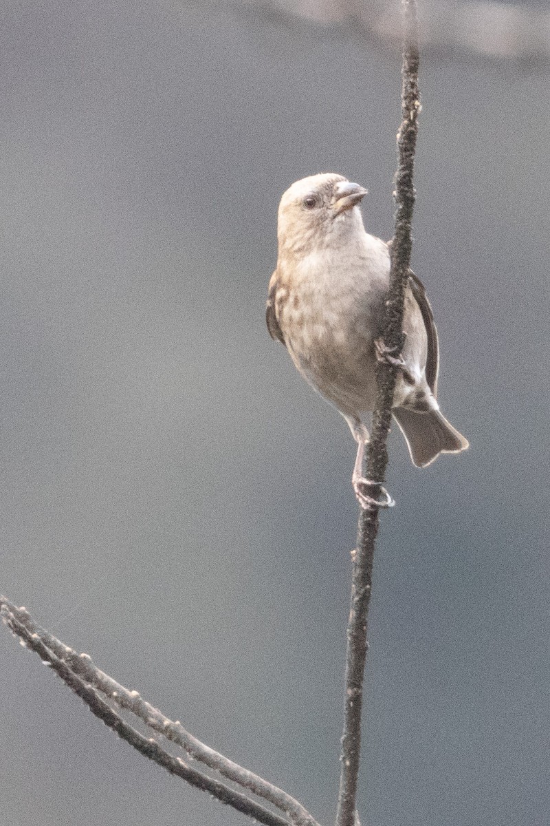 Plain Mountain Finch - ML328231501