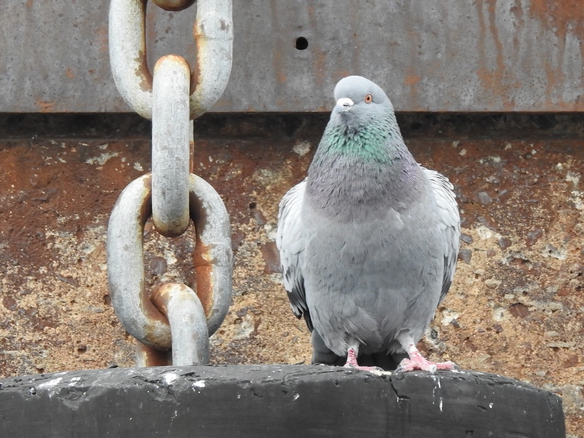 Pigeon biset (forme domestique) - ML328232041