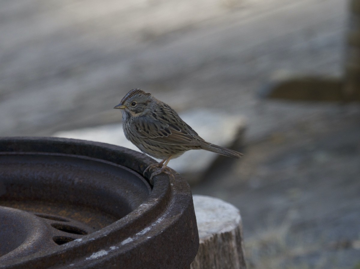 Lincoln's Sparrow - ML328232521