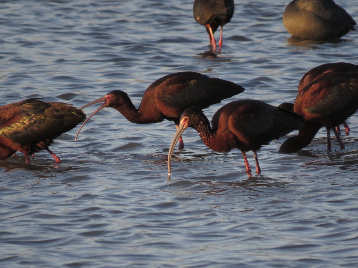 White-faced Ibis - ML328233081