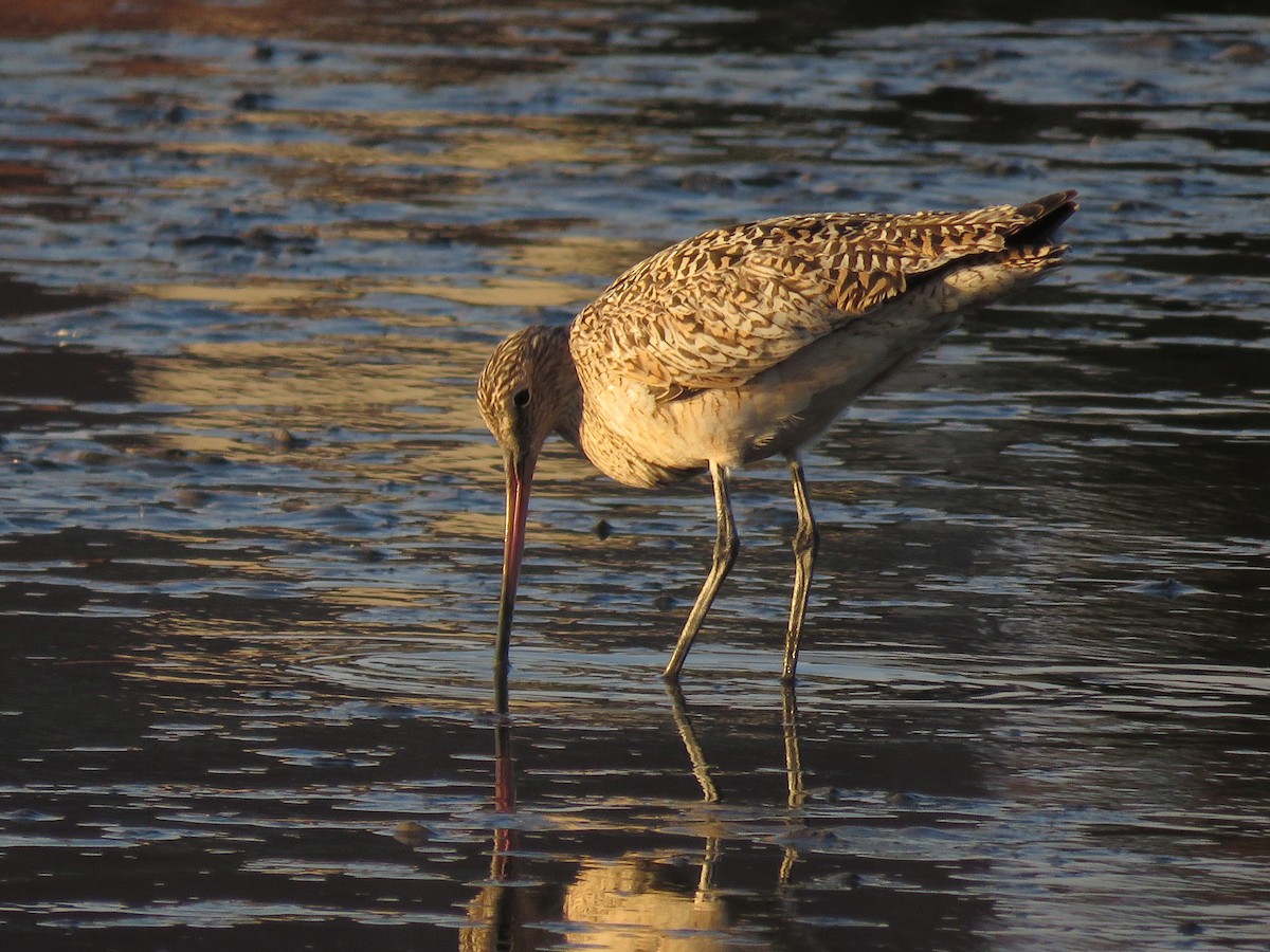 Marbled Godwit - ML328234881