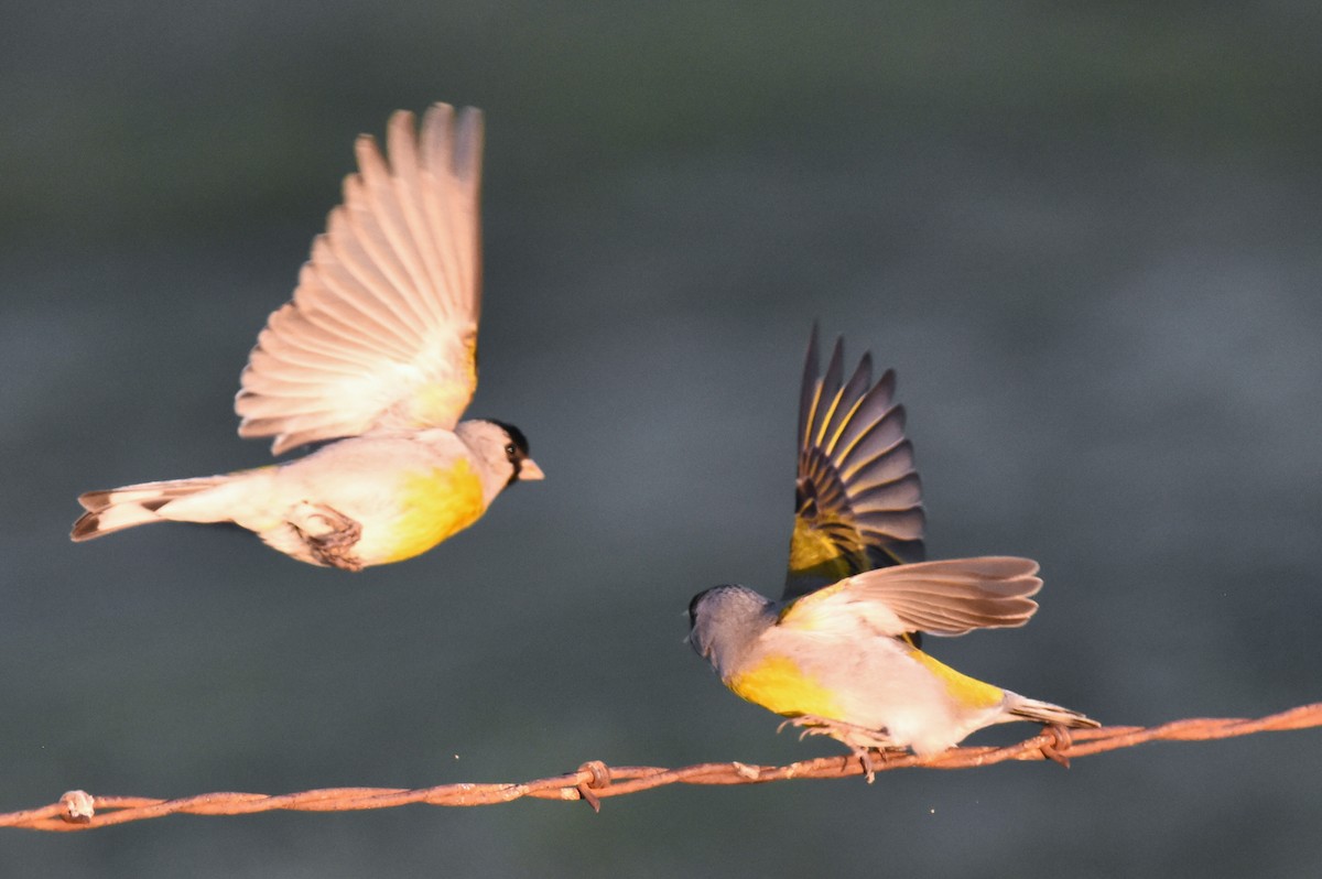 Lawrence's Goldfinch - ML328235151