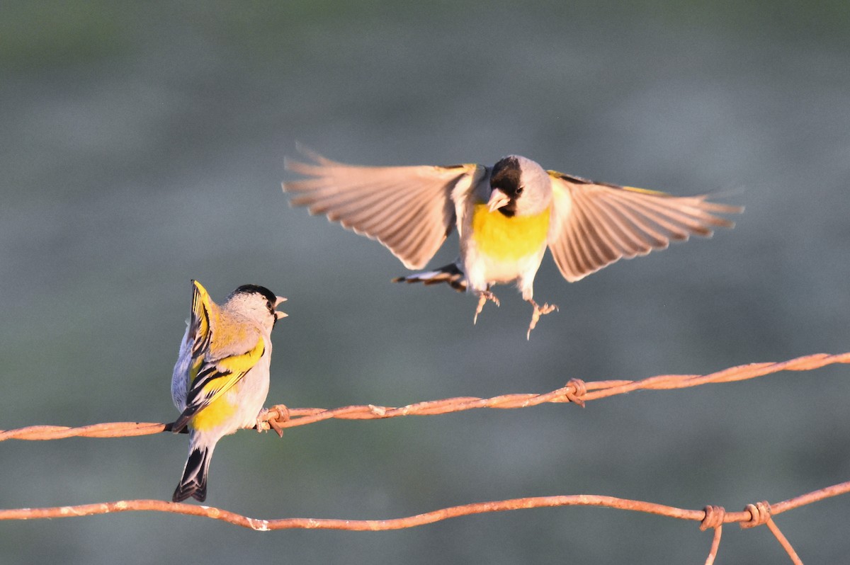 Lawrence's Goldfinch - ML328235181