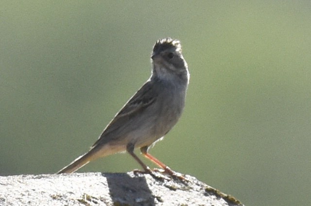 Brewer's Sparrow - ML328235251