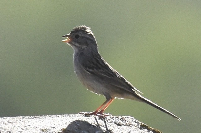 Brewer's Sparrow - ML328235261