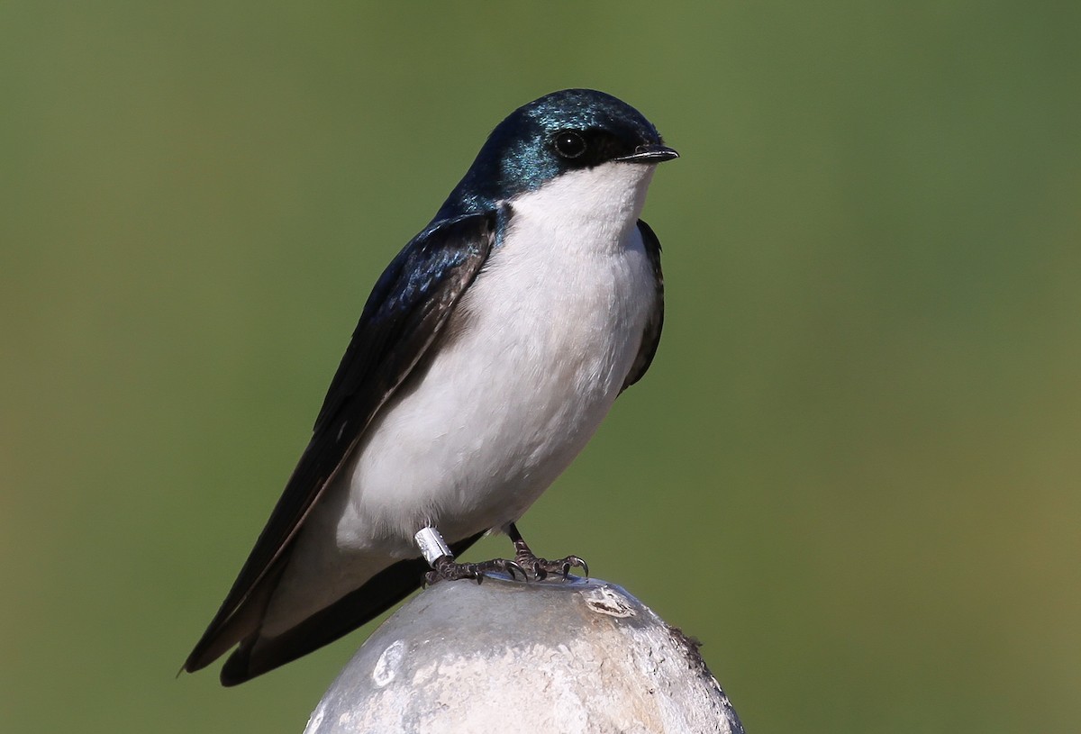 Tree Swallow - ML328235781