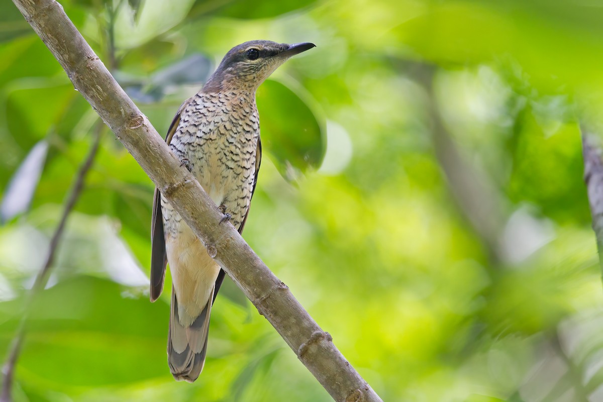 Sahul Cicadabird - Mat Gilfedder