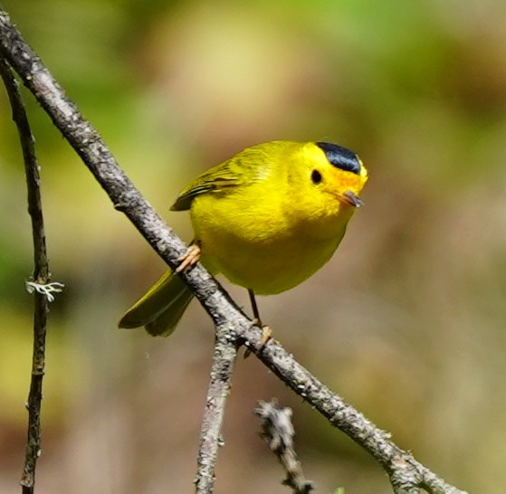 Wilson's Warbler - ML328236901