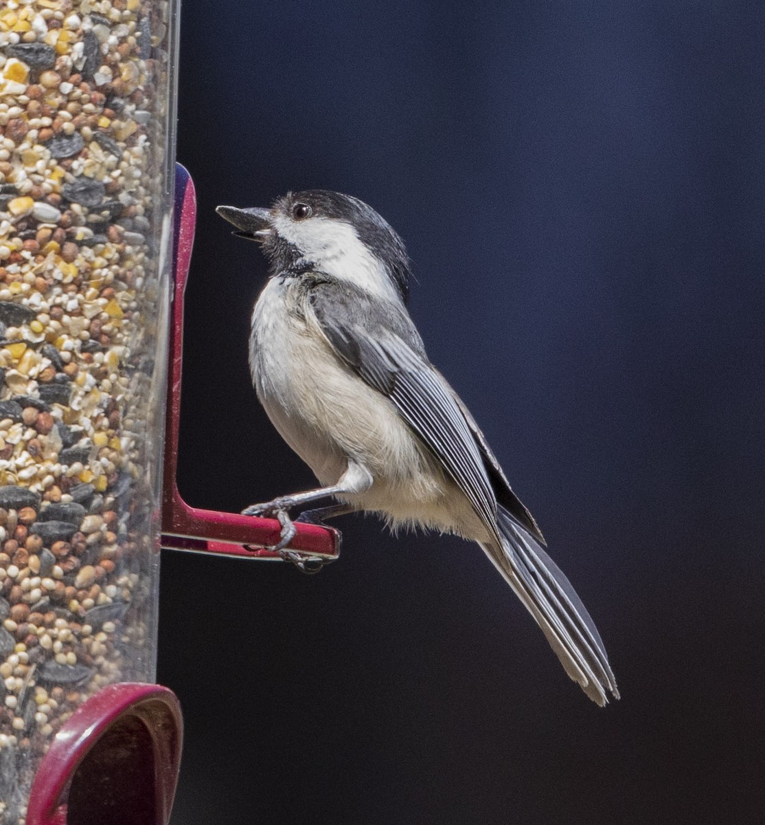 Black-capped Chickadee - ML328237041