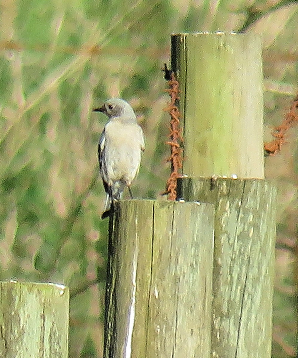 Mountain Bluebird - ML328237331