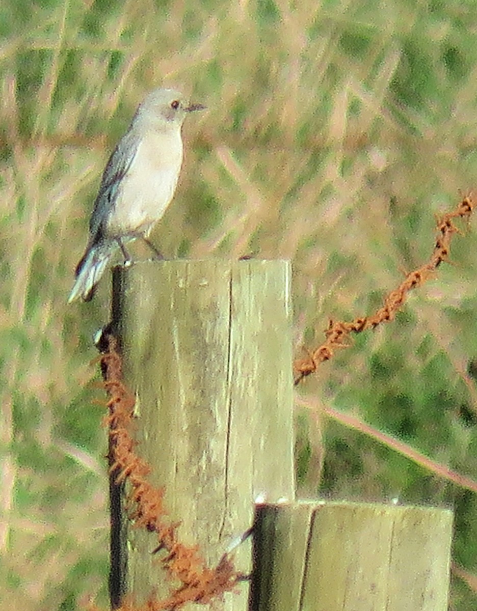 Mountain Bluebird - ML328237381