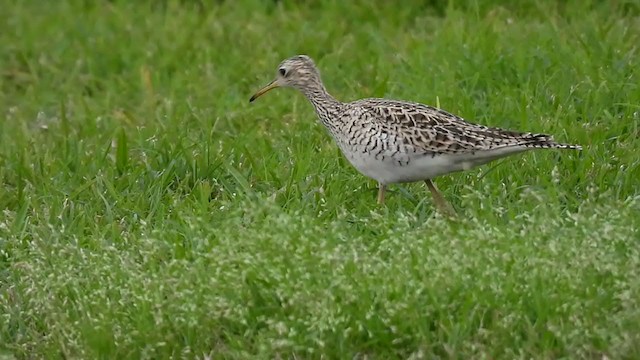 Upland Sandpiper - ML328237591