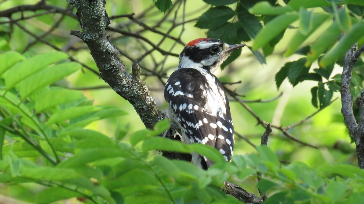 Downy Woodpecker - ML328238231