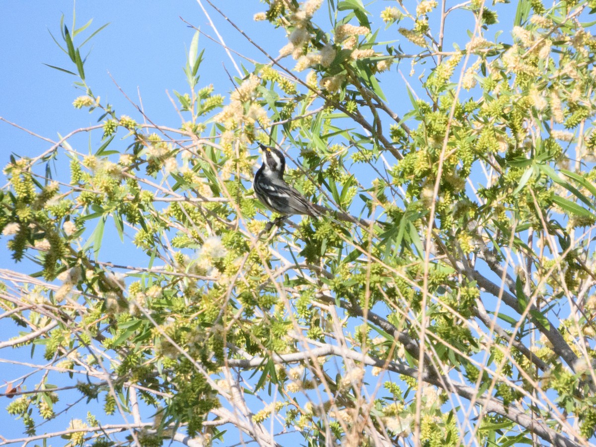 Black-throated Gray Warbler - ML328240221