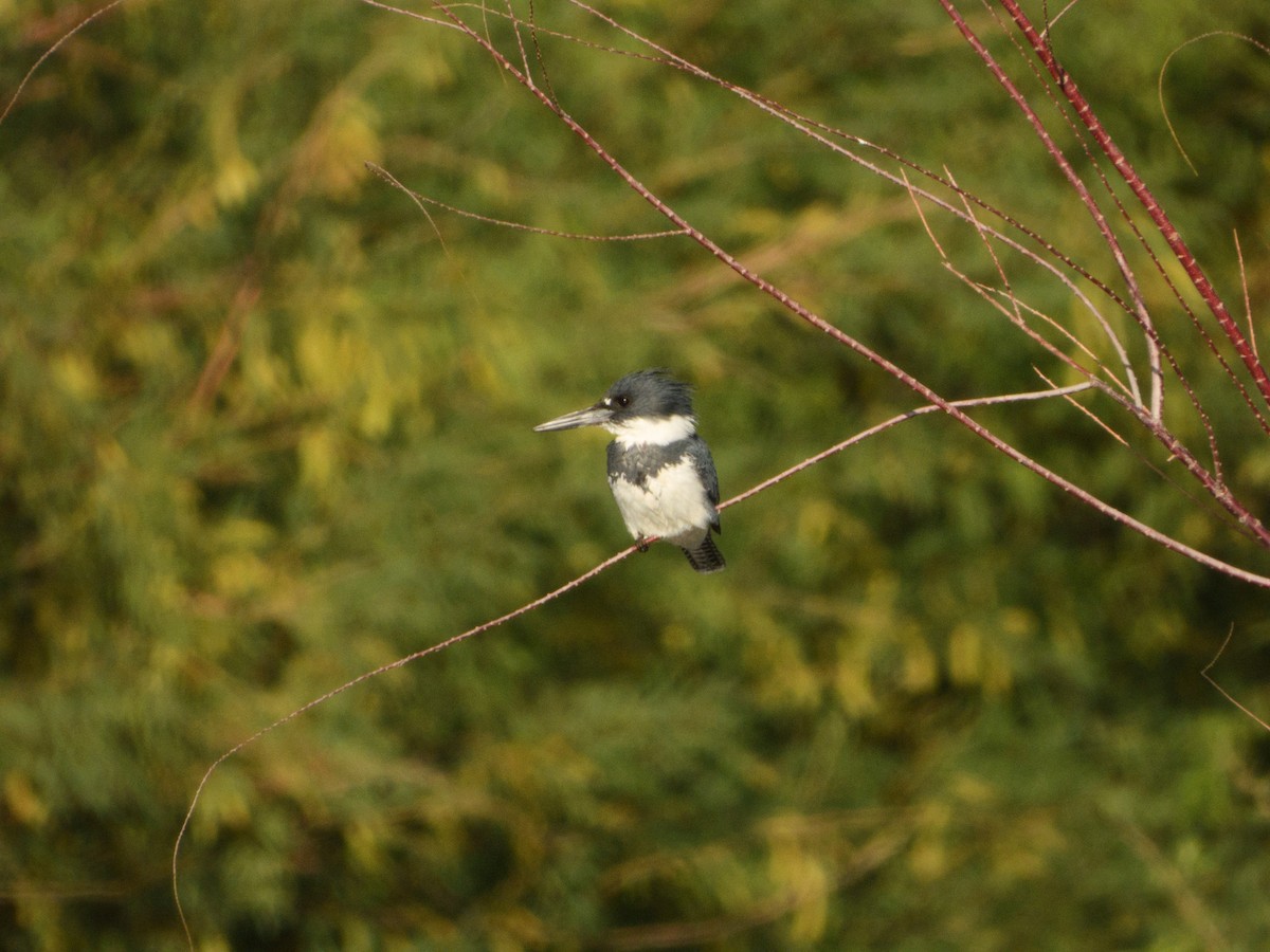 Belted Kingfisher - nicole land