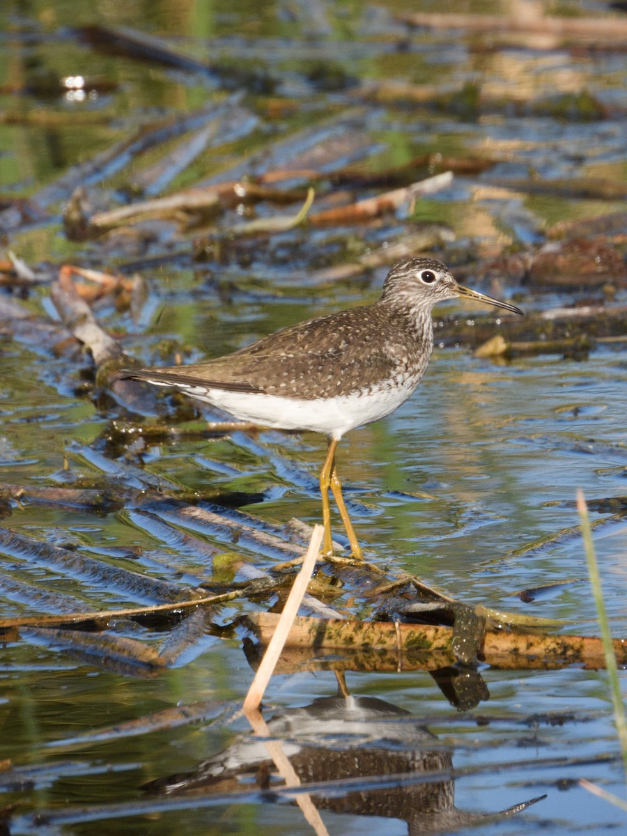 Solitary Sandpiper - nicole land