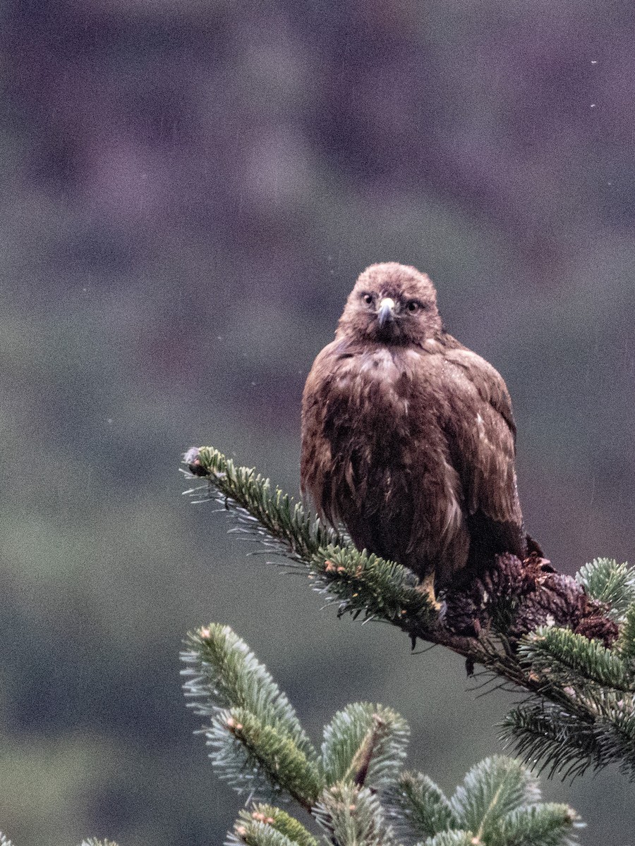 Himalayan Buzzard - ML328240571