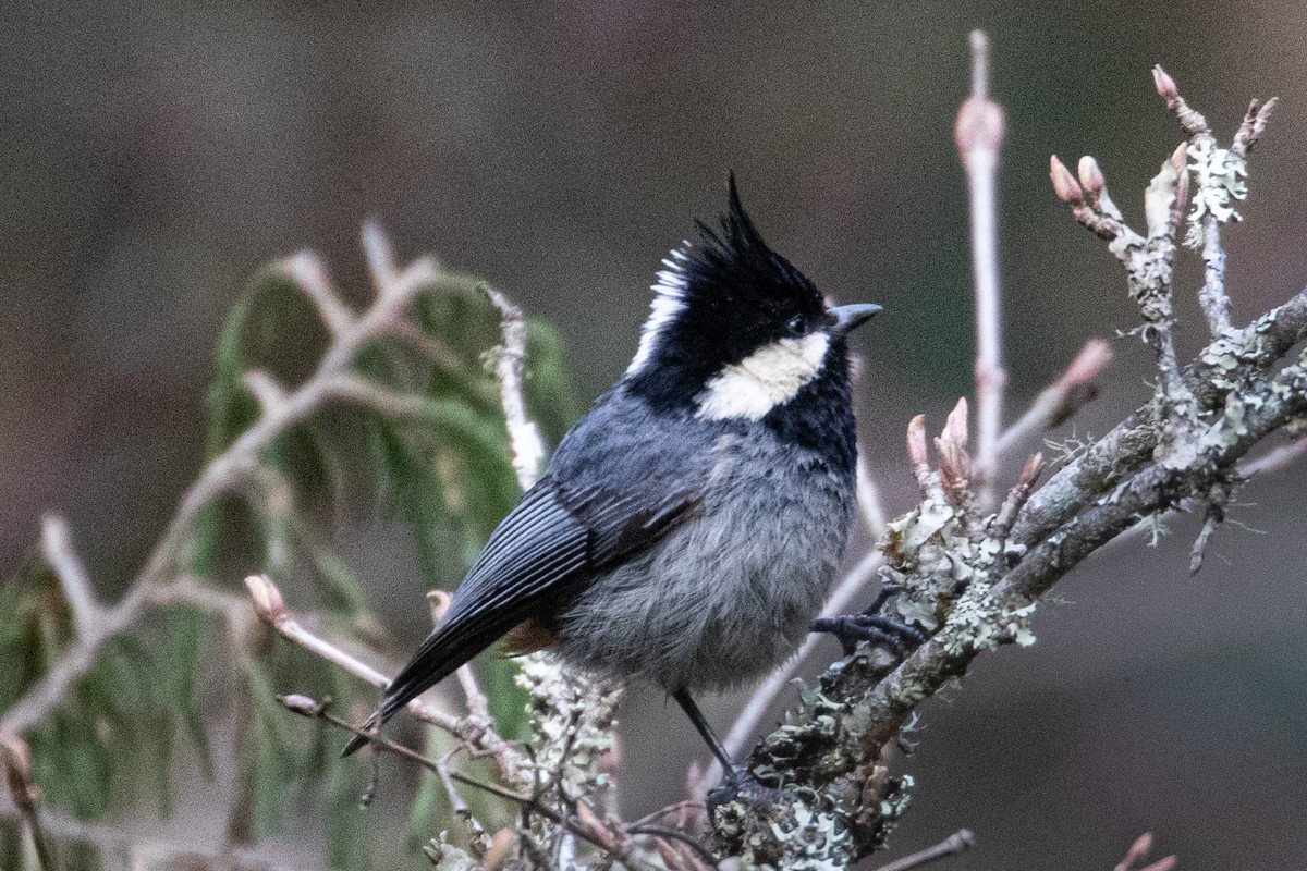 Rufous-vented Tit - ML328240641