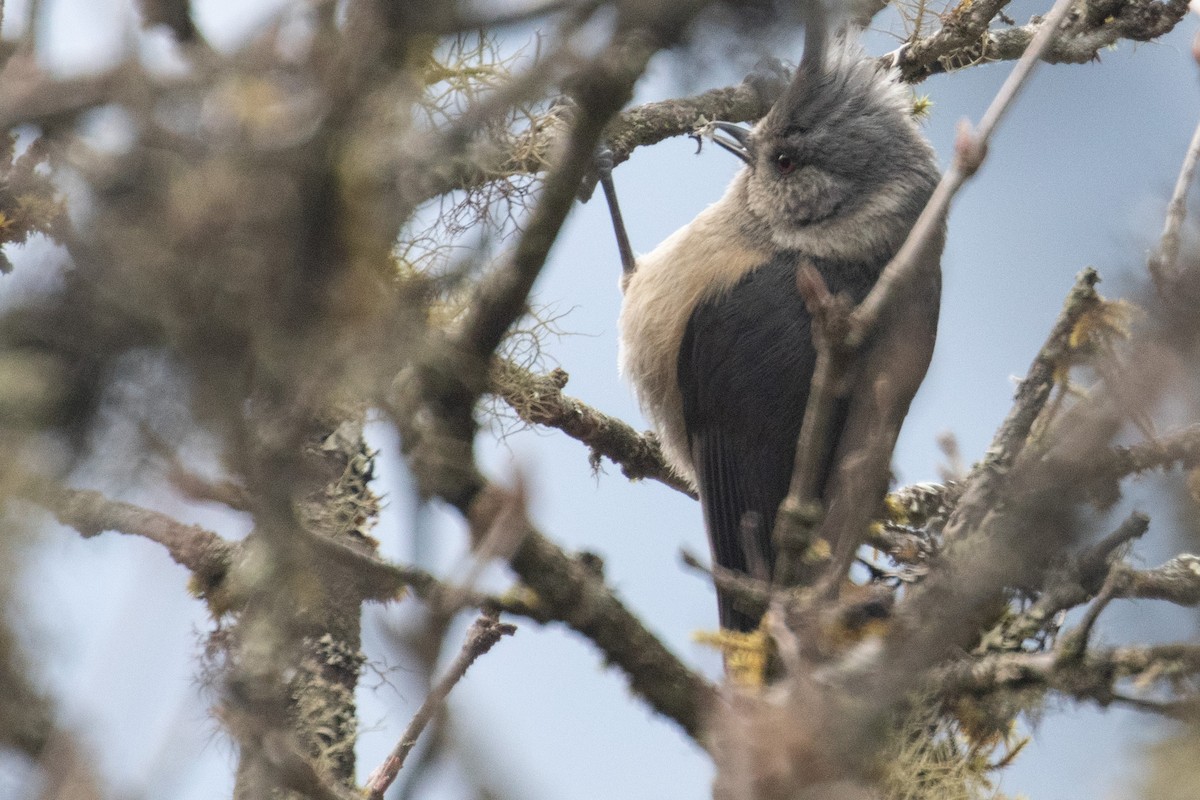 Gray-crested Tit - ML328240661