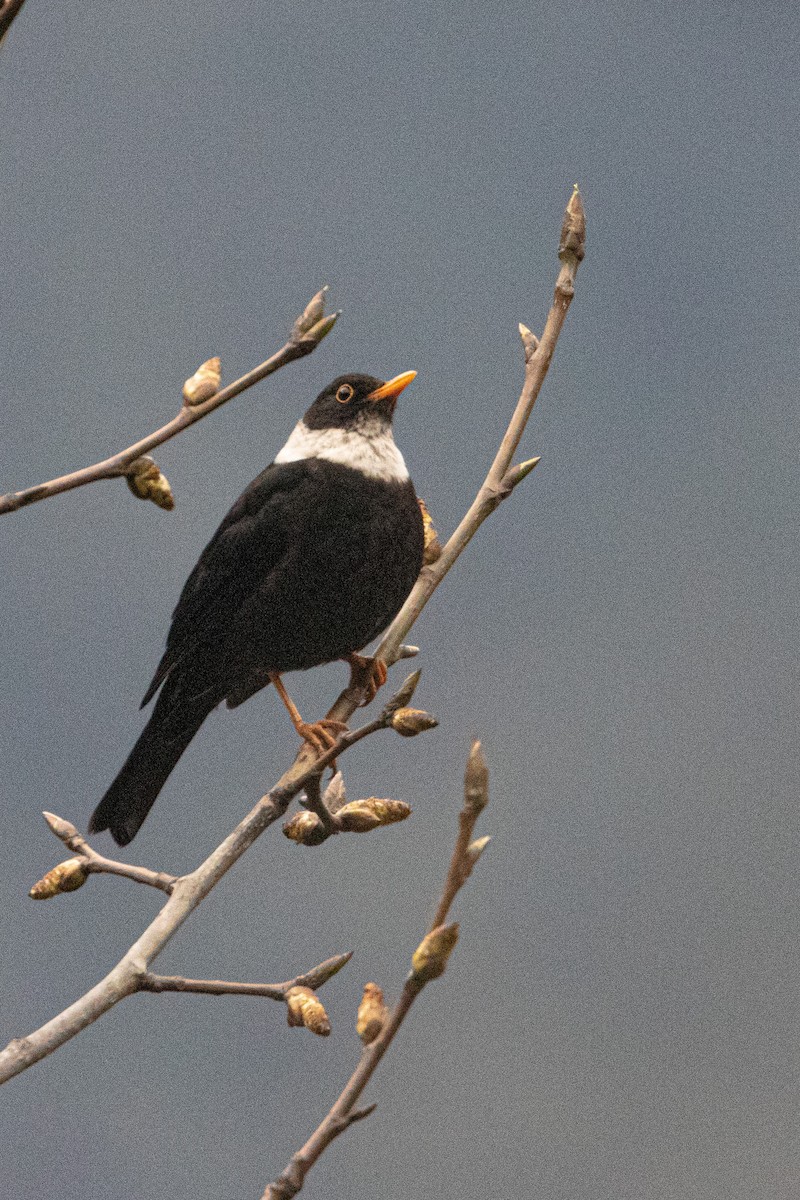 White-collared Blackbird - ML328240751