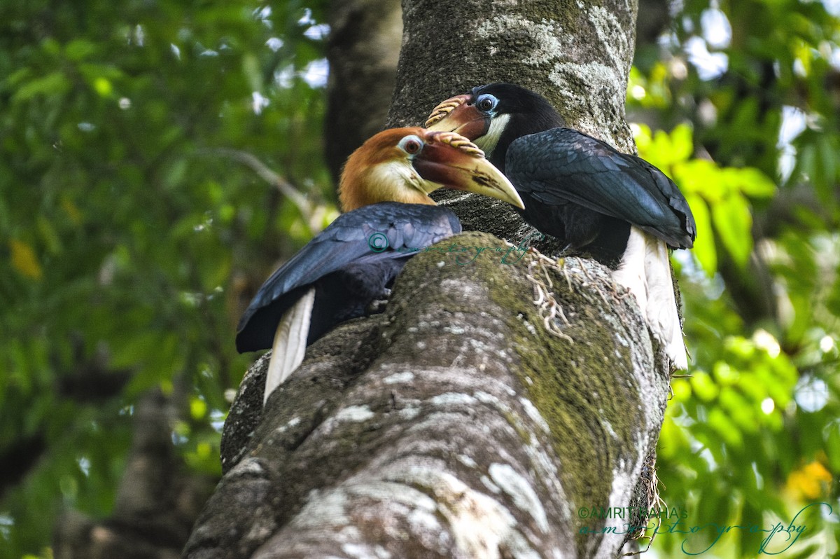 Narcondam Hornbill - ML328240871