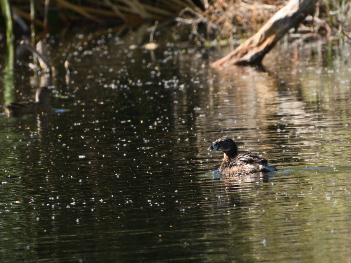 Pied-billed Grebe - nicole land