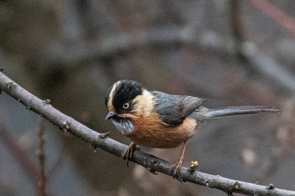 Black-browed Tit - ML328241081