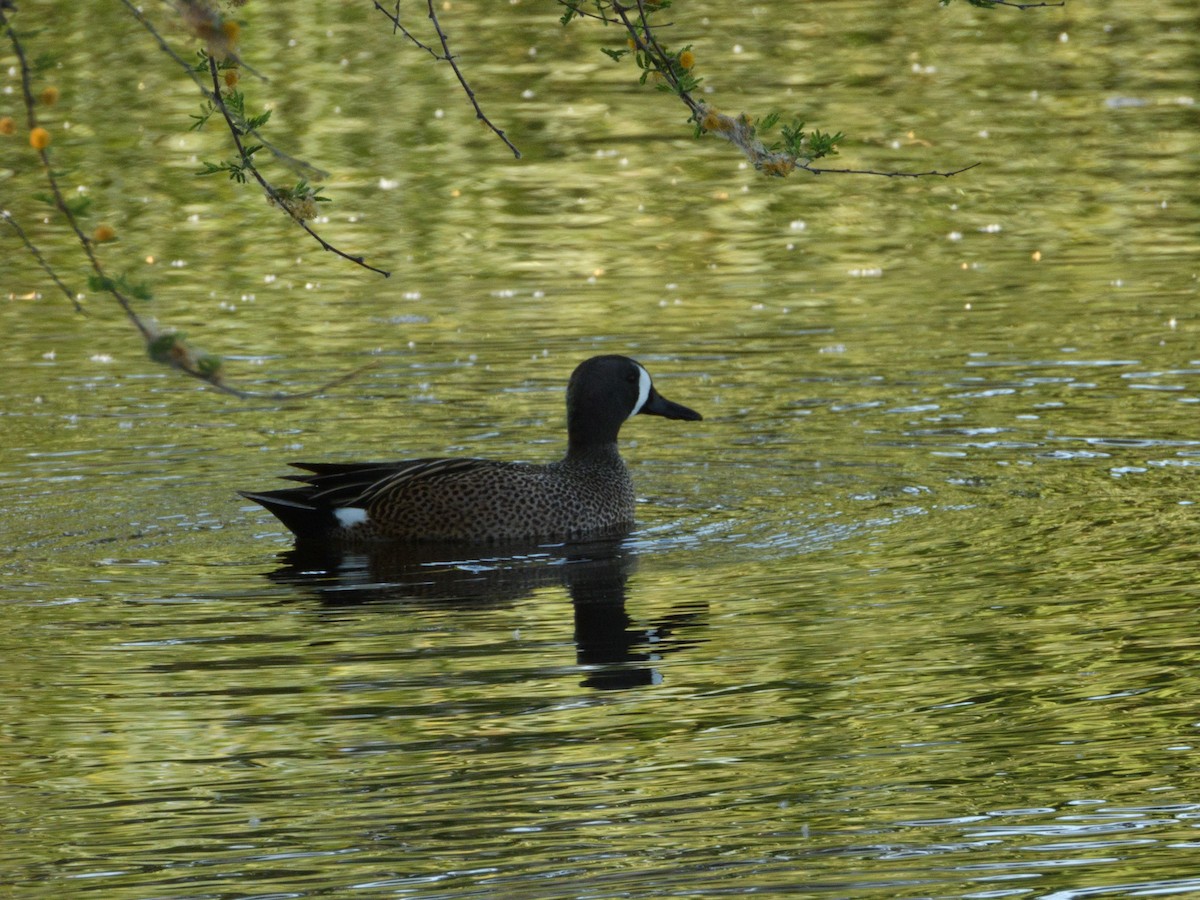 Blue-winged Teal - nicole land