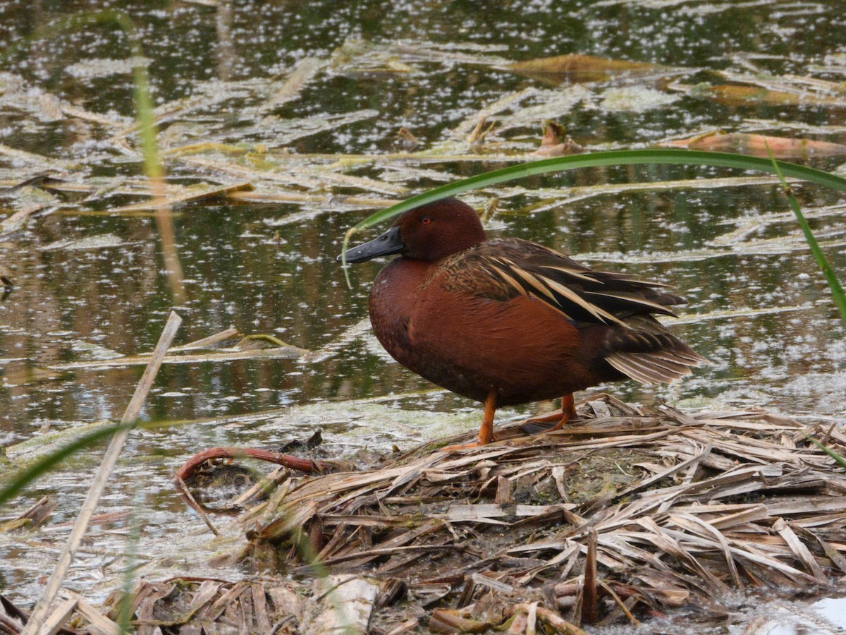 Cinnamon Teal - nicole land