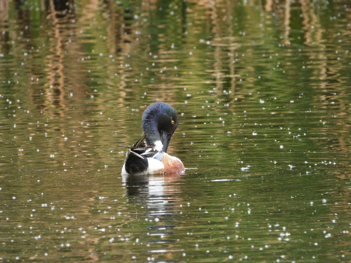 Northern Shoveler - nicole land