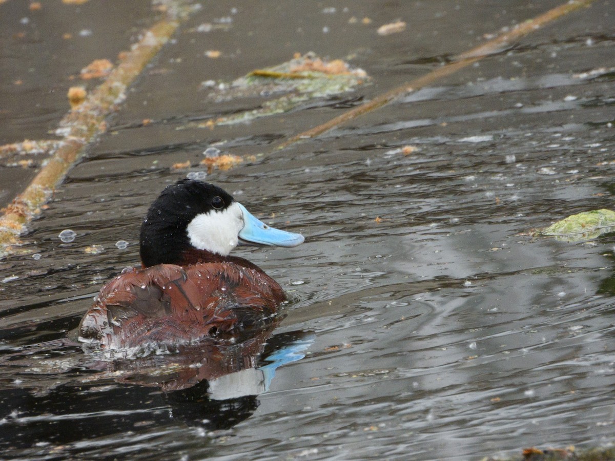 Ruddy Duck - nicole land