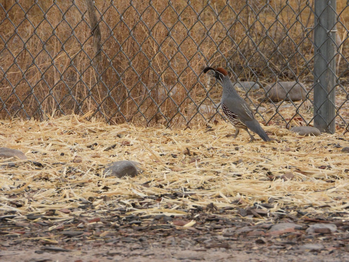 Gambel's Quail - nicole land