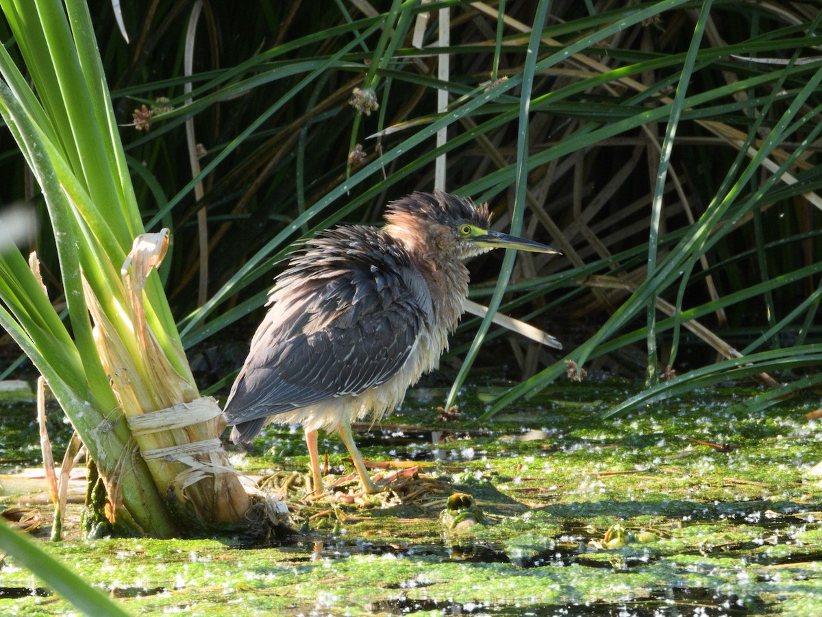 Green Heron - nicole land