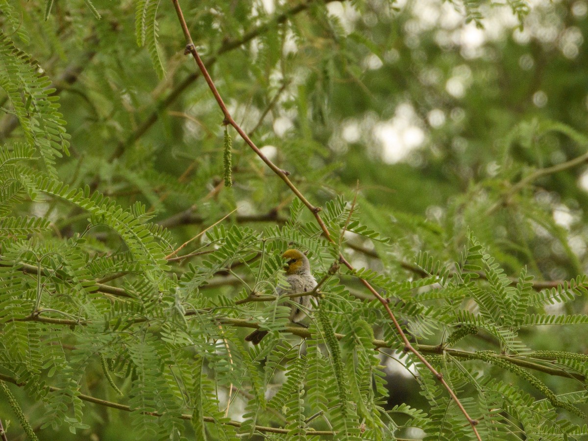 Verdin - nicole land