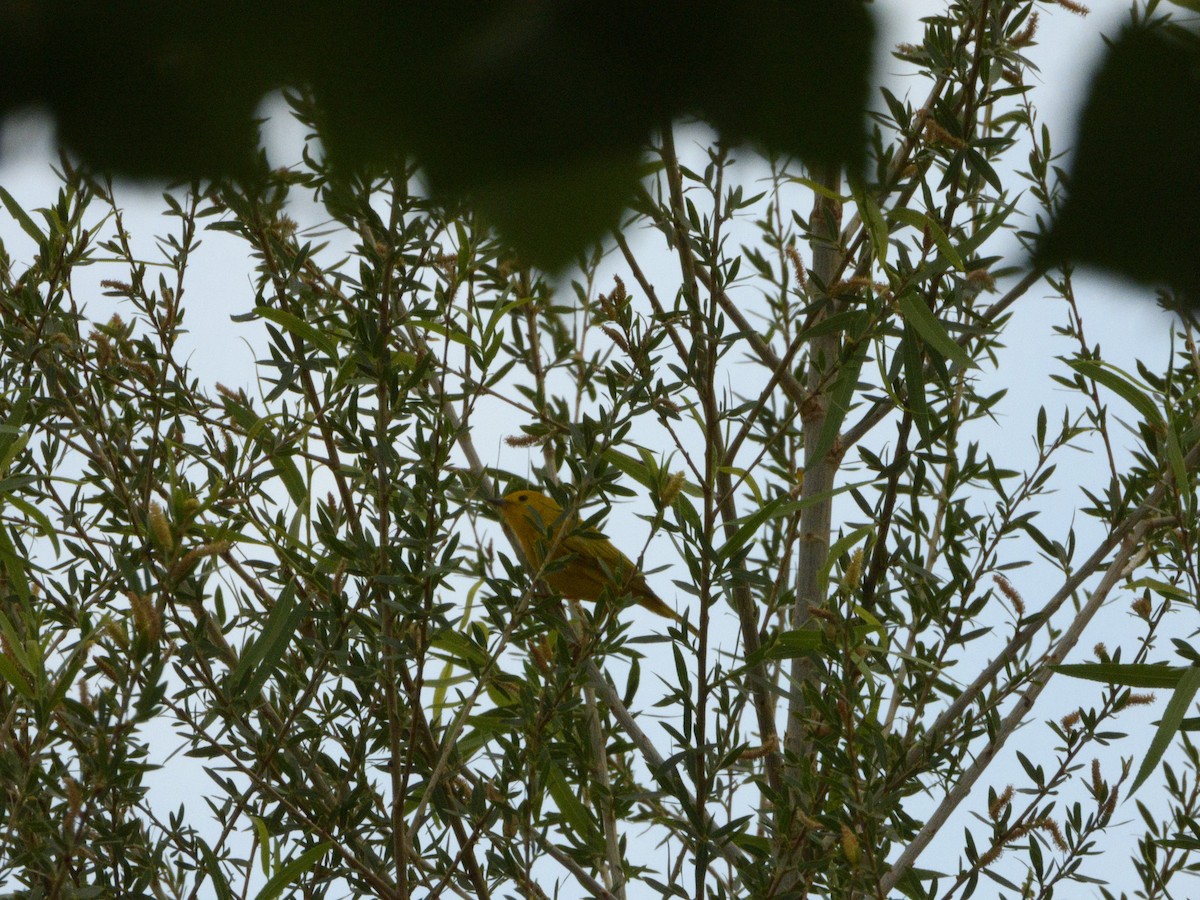 Yellow Warbler - nicole land