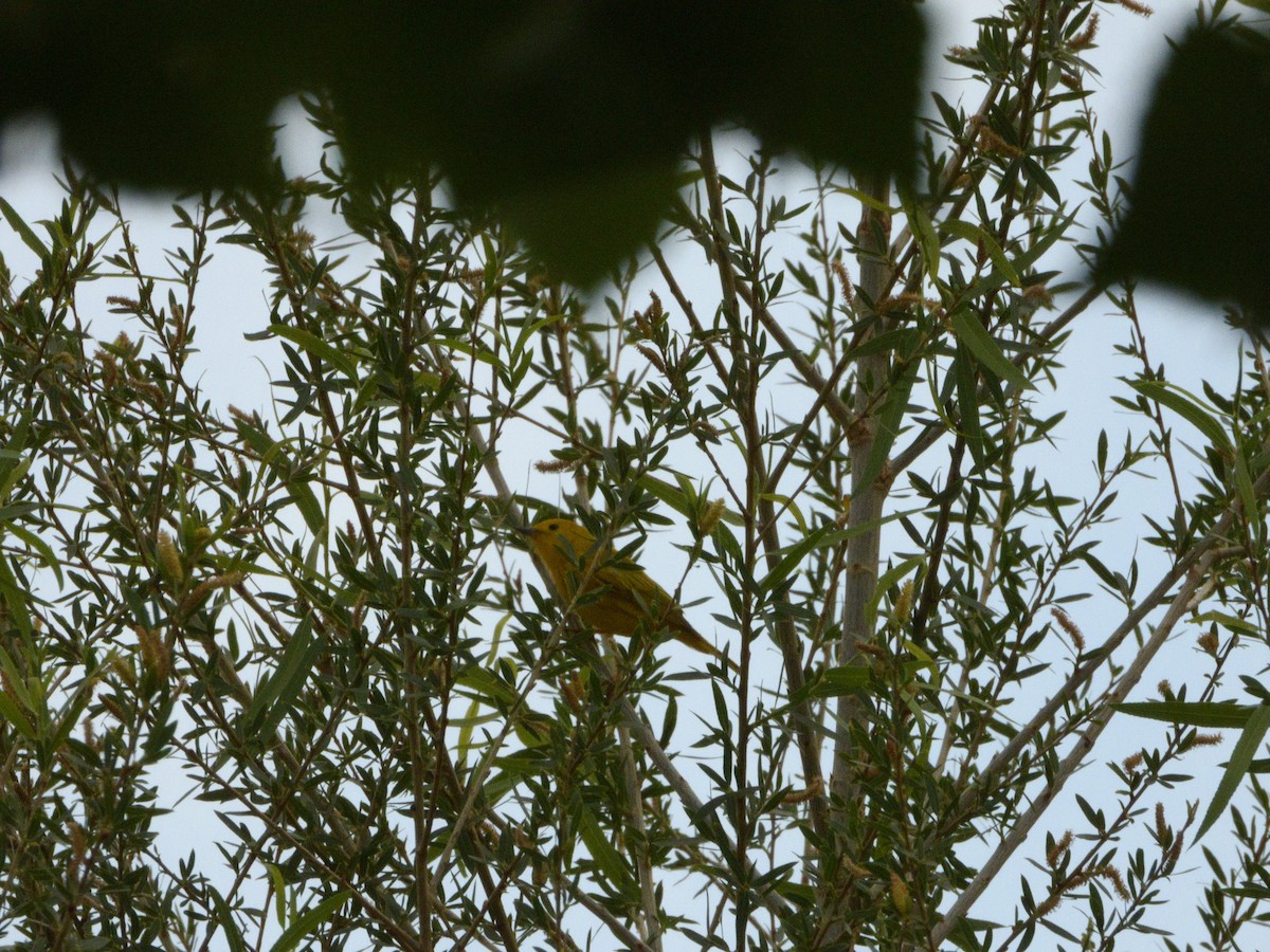 Yellow Warbler - ML328243641