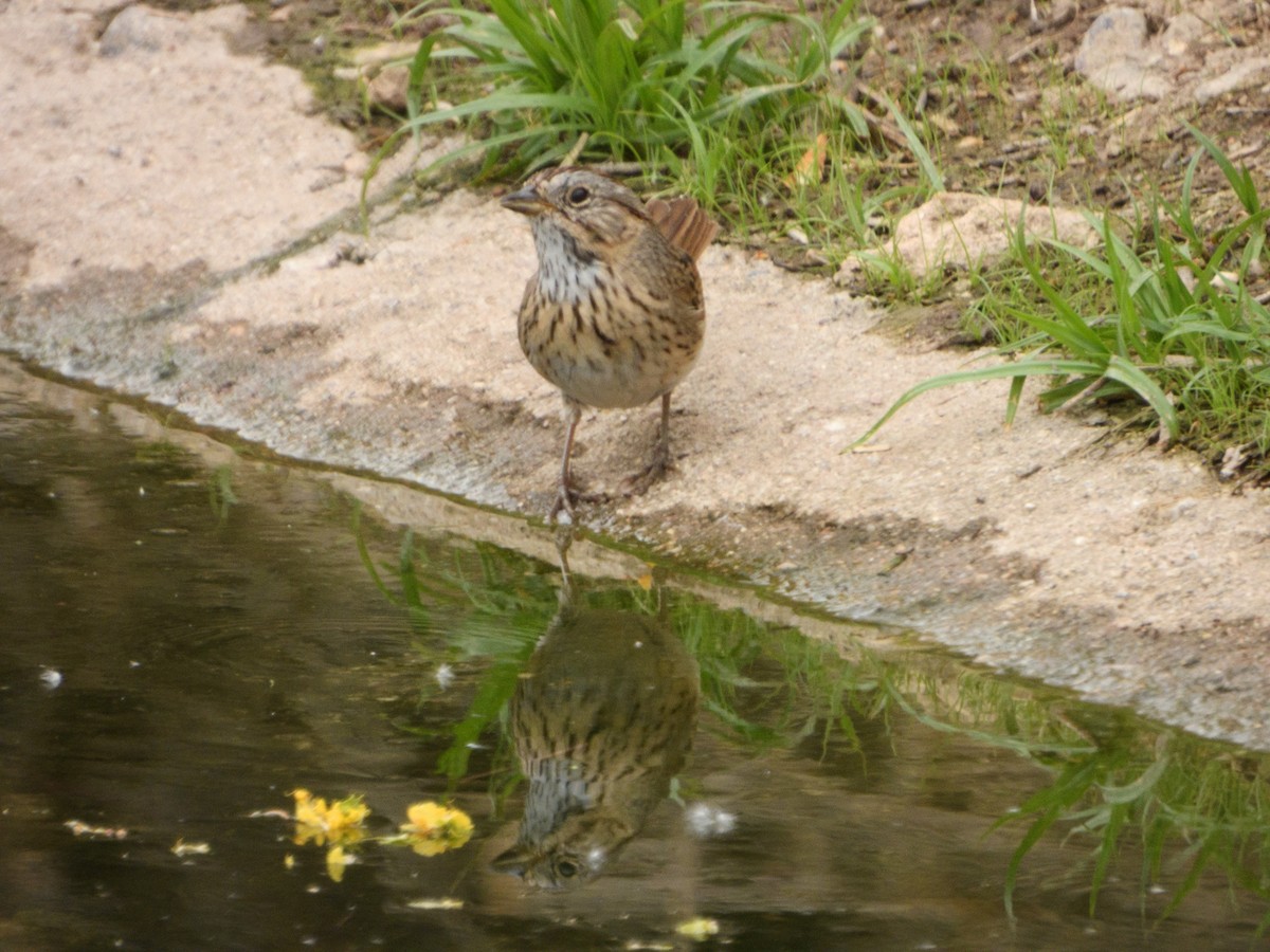 Lincoln's Sparrow - nicole land