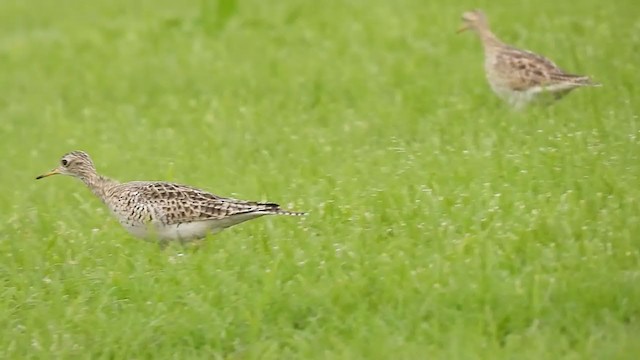 Upland Sandpiper - ML328244951
