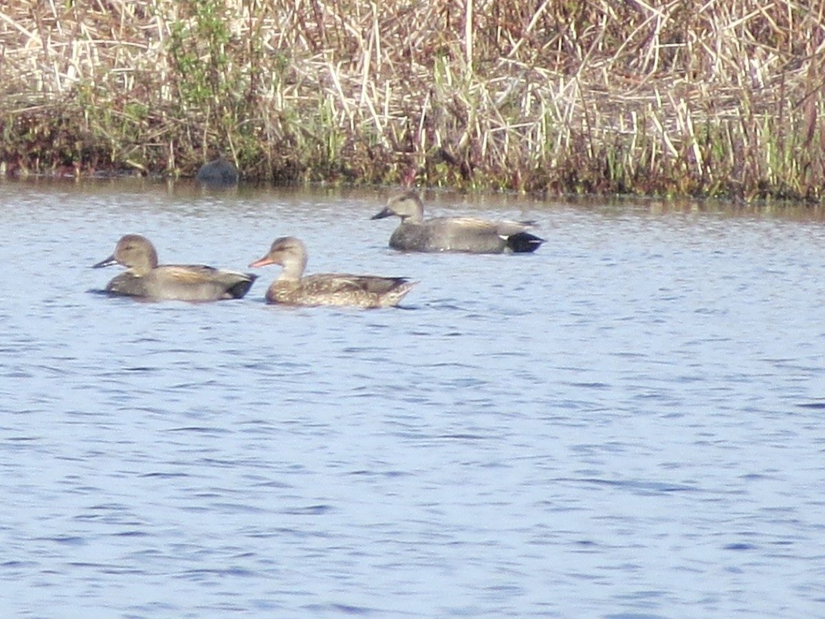 Gadwall - ML328246831