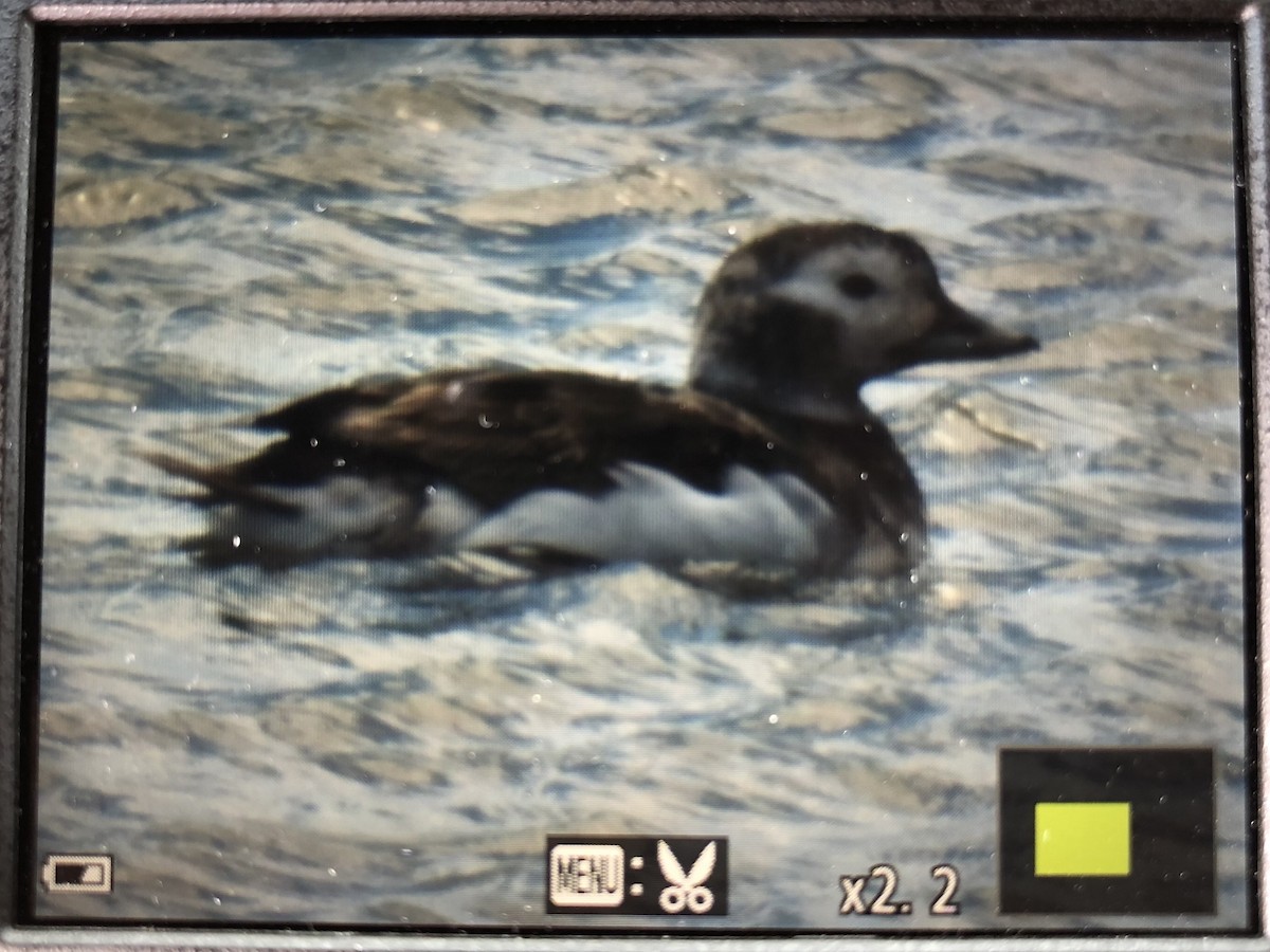 Long-tailed Duck - ML328248151