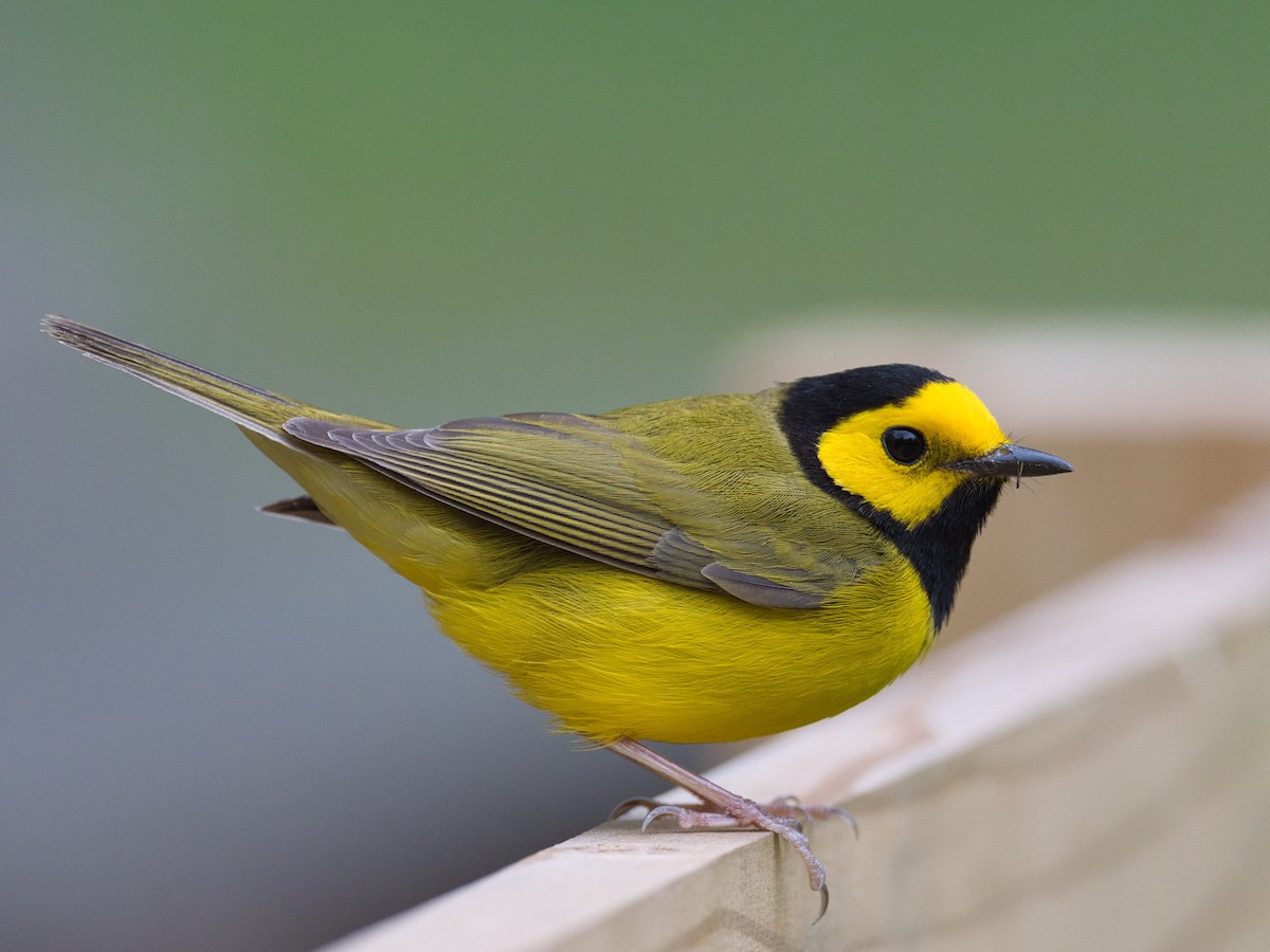 Hooded Warbler - ML328249371