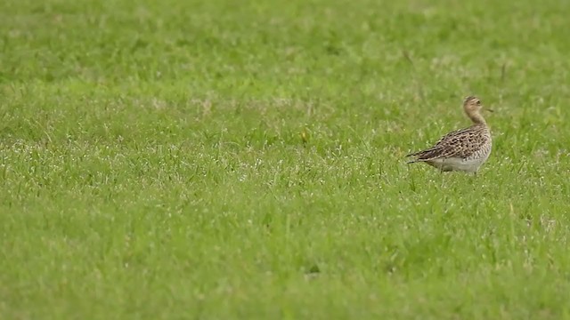 Upland Sandpiper - ML328249881