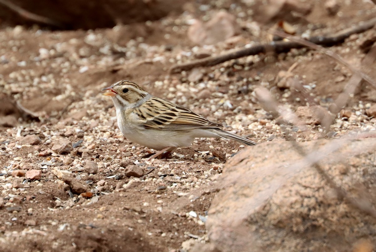Clay-colored Sparrow - ML328249961